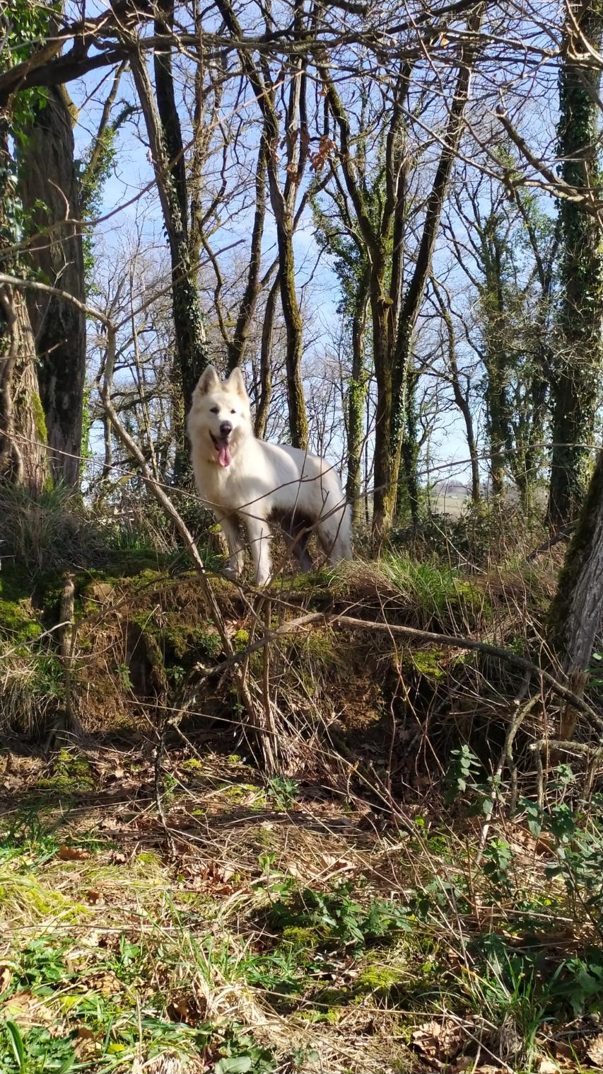 Après des jours de promenade sous la pluie - et parfois sous la  tempête, Milky (en photo) et Alaska (déjà enfui) en pleine maraude.